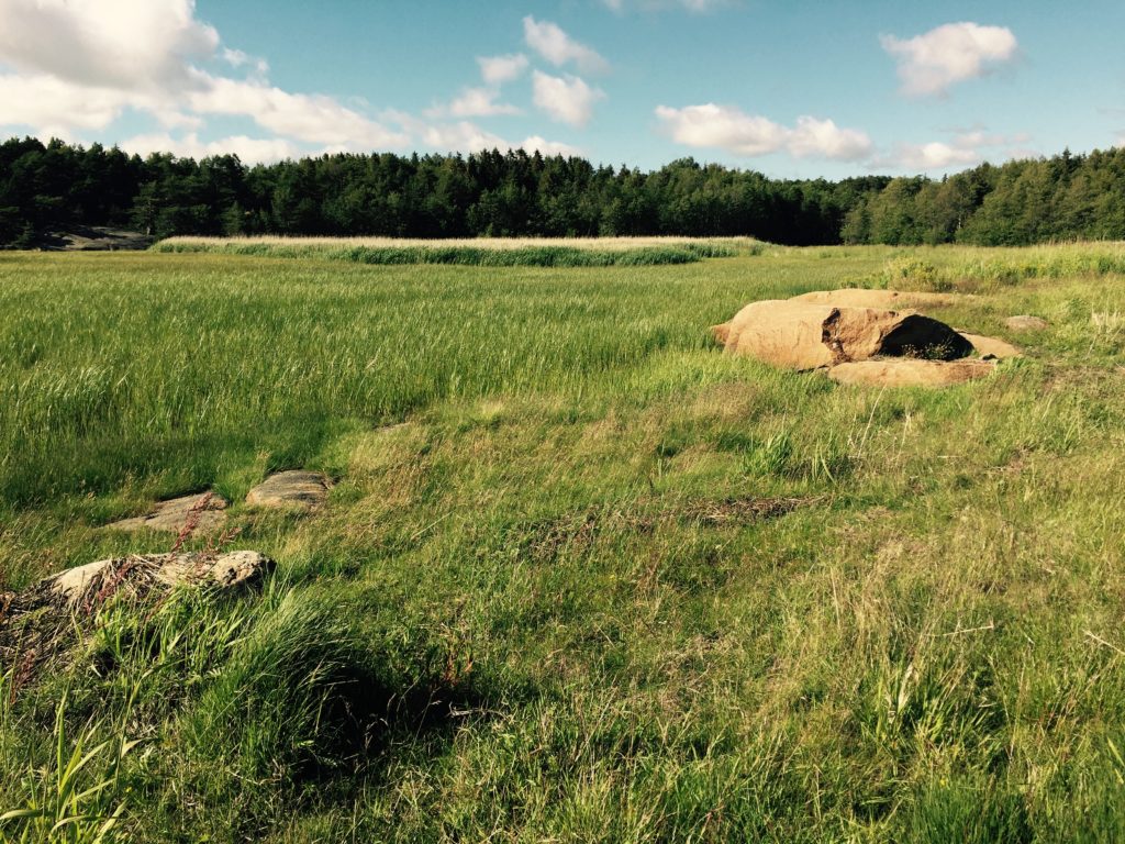 Et av funnstedene der de to artene Galerucella anserina og G. tenella ble funnet sammen. Gonvad i Fredrikstad. Foto: F. Ødegaard.