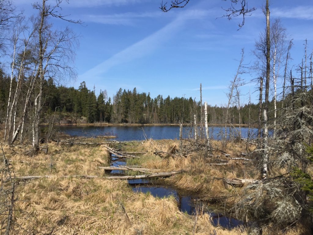 Lokalitet for regnbuegullveps Chrysis rutilans i Aremark, Østfold. Foto: Frode Ødegaard.