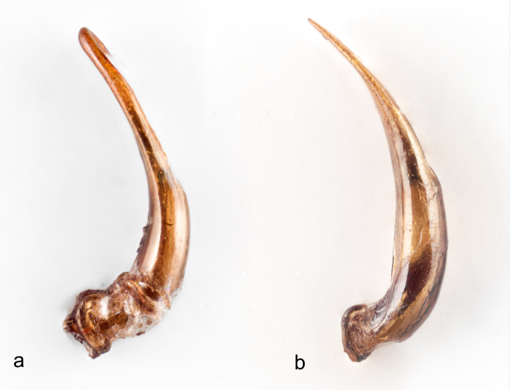 Genitaliene til a) Galerucella anserina sp. nov. og b) Galerucella tenella. Foto: A. Staverløkk. 